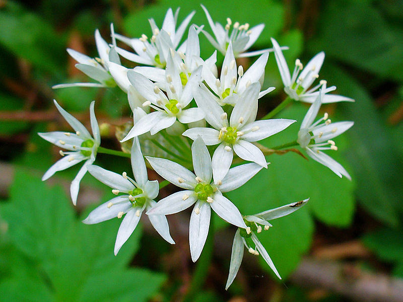 full_allium-ursinum.jpg